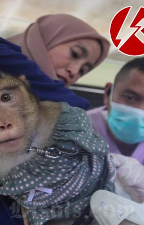 cegah rabies 45 ribu hewan penular rabies divaksin oleh petugas di Jakarta