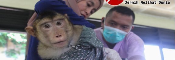 cegah rabies 45 ribu hewan penular rabies divaksin oleh petugas di Jakarta